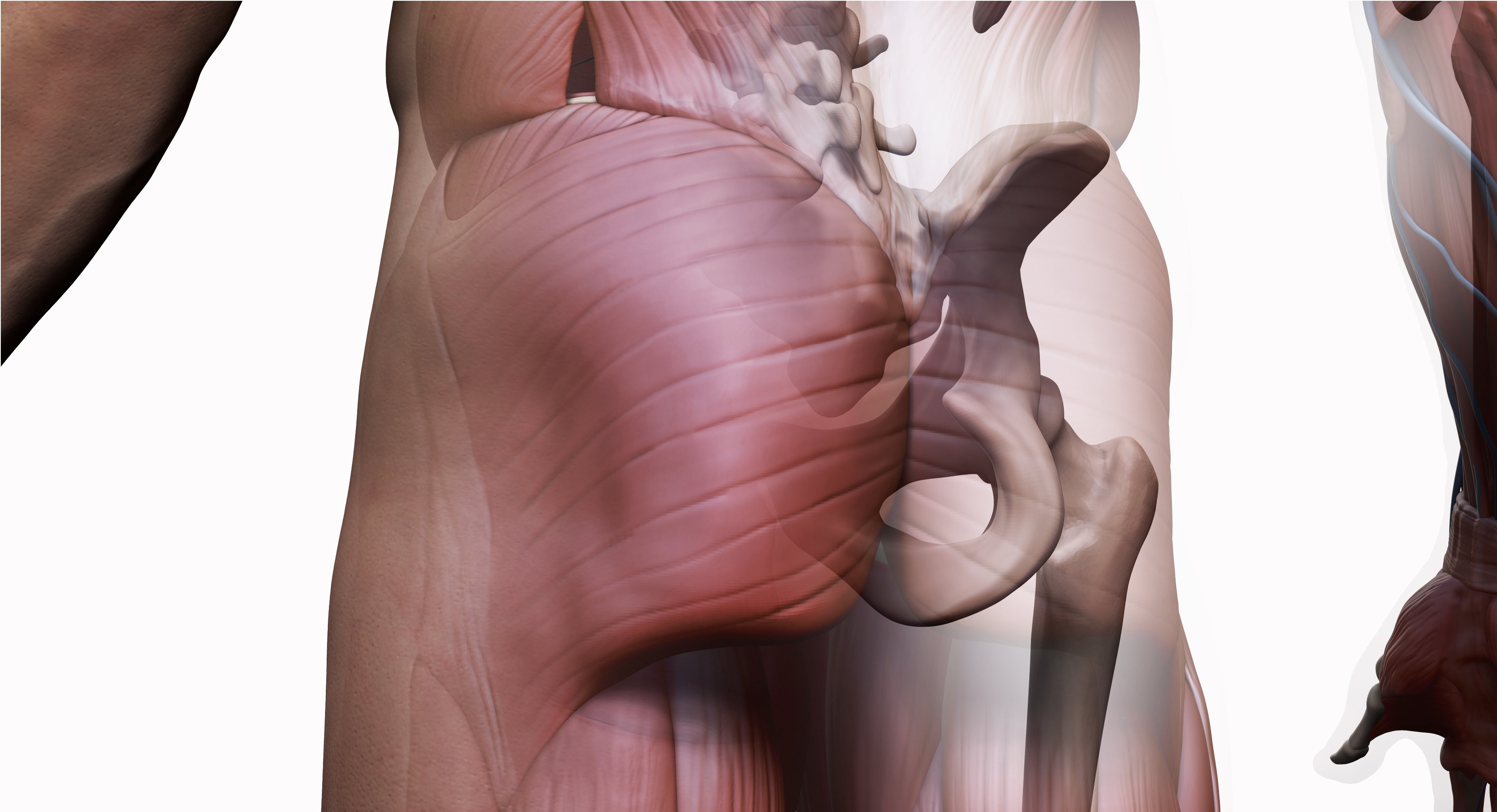 Male And Female Ecorche 3d Model Set