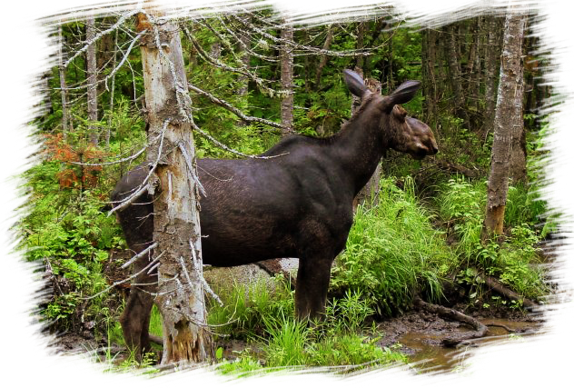 27+ Inspirational 45Th Parallel Cabins : 45th Parallel Cabins - Prices & Campground Reviews (West : At 45th parallel cabins our goal is to continuously improve our services to benefit our valued customers.