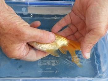 Create this easy water garden on your deck or patio in a few hours. this pond takes only a few hours to make, and it can be made out of nearly anything that holds water. Hand Spawning Your Goldfish Successfully And Safely
