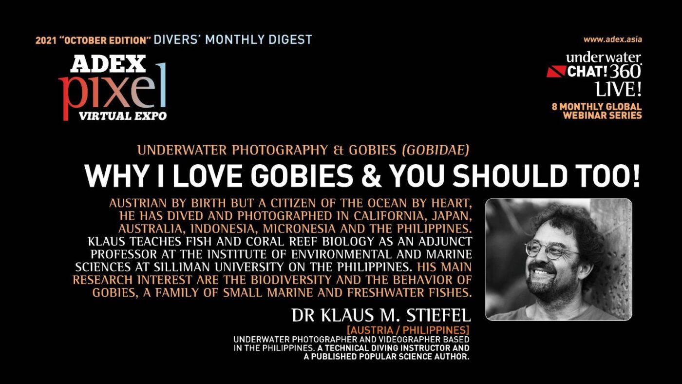 Why I Love Gobies You Should Too Asia Dive Expo