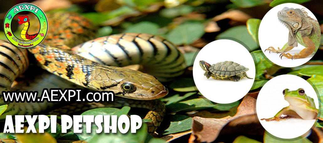 Gekko gecko linnaeus 1758 tokek rumah atau lebih, total mencapai 340 mm hampir setengahnya adalah ekornya. AEXPI jual ular jinak Surabaya | Reptil murah | Kura kura