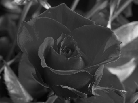 The billion prices project was an academic initiative at mit and harvard that used prices collected from hundreds of online retailers around the world on a daily basis to conduct research in macro and international economics. Grayscale Class