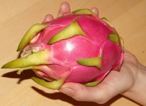 Water only when the top soil seems dry and add . Growing Dragon Fruit In Pots Containers Backyards Agri Farming