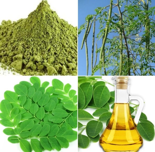 Written by ilo content manager. Drumstick Powder and Oil Extraction Project Report | Agri Farming