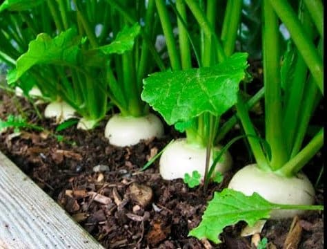 Harvest turnip greens by pulling the entire plant when the leaves are 4 to 6 inches long (fig. Growing Turnips In Containers Pots And Backyards Agri Farming