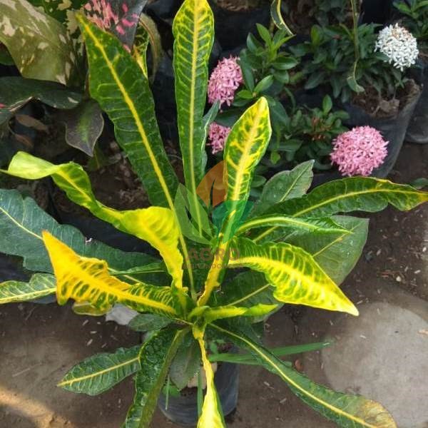 Jual Bibit Puring Kobra Hijau | Agro Bibit ID