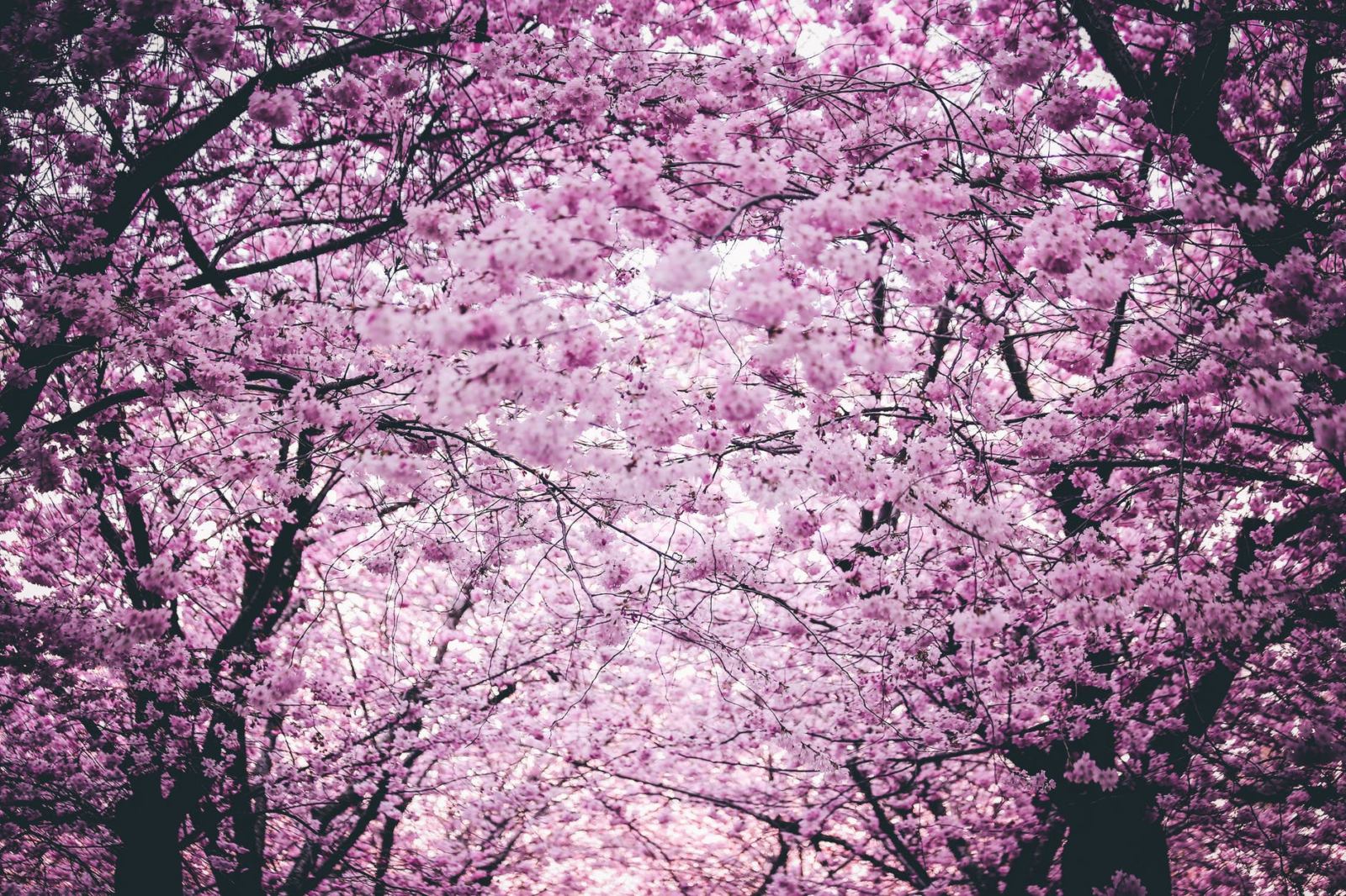 9 Most Breathtaking Spring Destinations