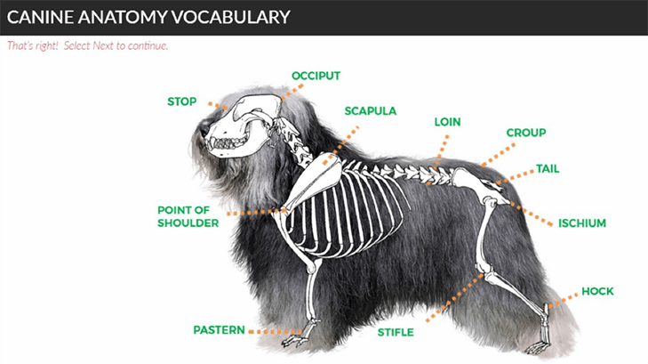 30 common dog behaviors explained. Enhance Your Breeding Knowledge With New Canine College Courses Free American Kennel Club