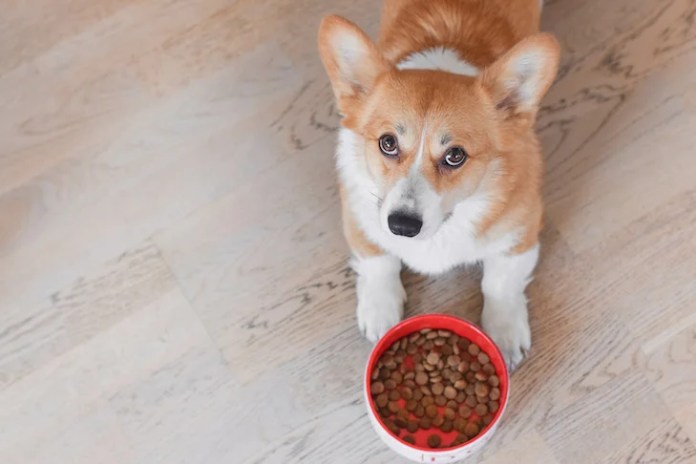 Easy methods to Select the Greatest Canine Meals By Anna Burke Up to date: Jun 07, 2024 | 8 Minutes