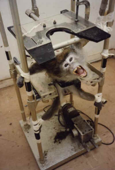 Death row inmates in tennessee can choose the method the state will use to end their lives. Whatâs Changed Since PETAâs Historic Silver Spring Monkeys
