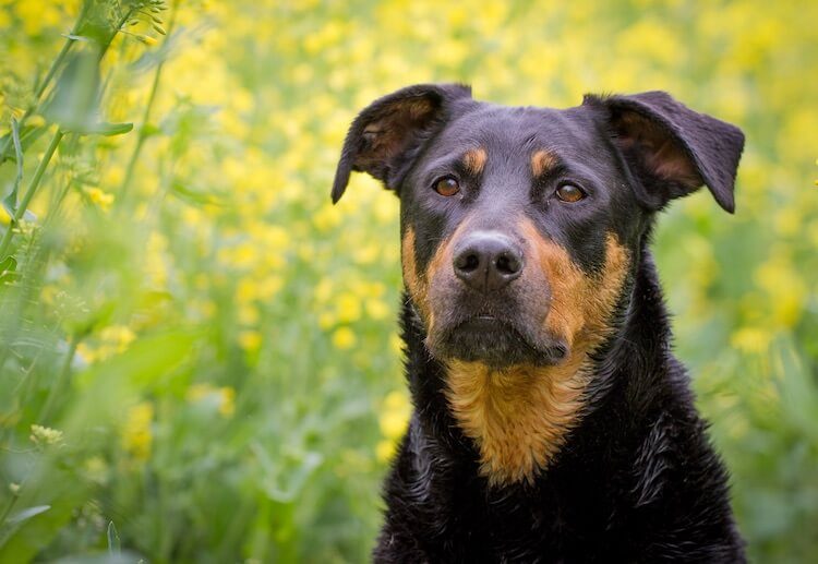 We're always looking for ways to make our favorite foods healthier without sacrificing flavor. Rottweiler Lab Mix: The Complete Labrottie Dog Breed Guide