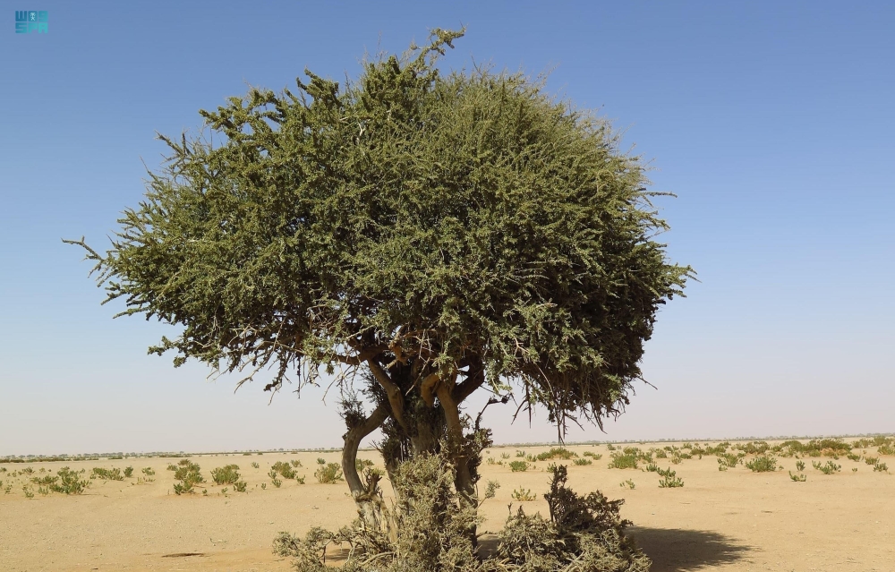 مهددة بالانقراض.. اكتشاف نادر لشجرة السرح بمحمية الملك عبدالعزيز