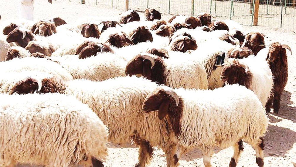 عبور مباشر للأغنام من سوريا إلى السعودية.. مسار جديد يعزز الإمدادات عبور مباشر للأغنام من سوريا إلى السعودية.. مسار جديد يعزز الإمدادات