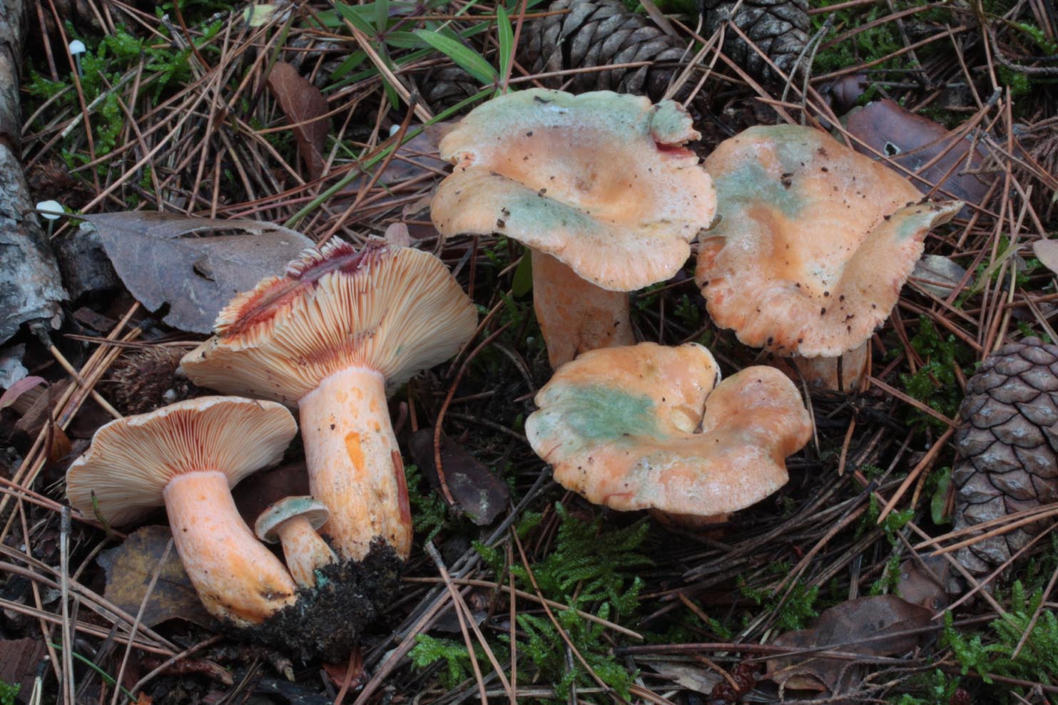Lactarius sanguifluus var. violaceus A.M.B. PESARO