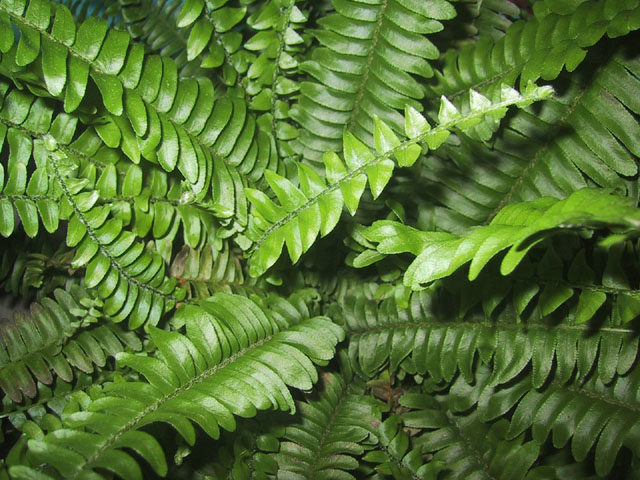 Oh en koop een goed boek over gifkikkers om te kunnen leren over deze dieren. Tropische planten - paludariumplanten