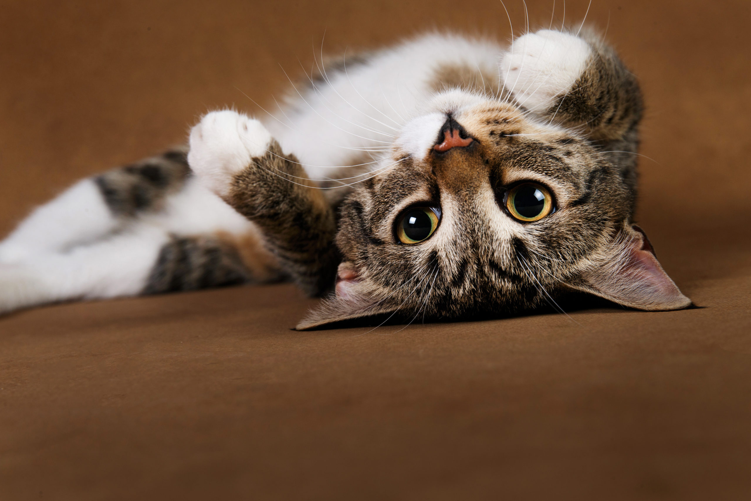 Ma Chatte Est Elle En Chaleur Amiveto