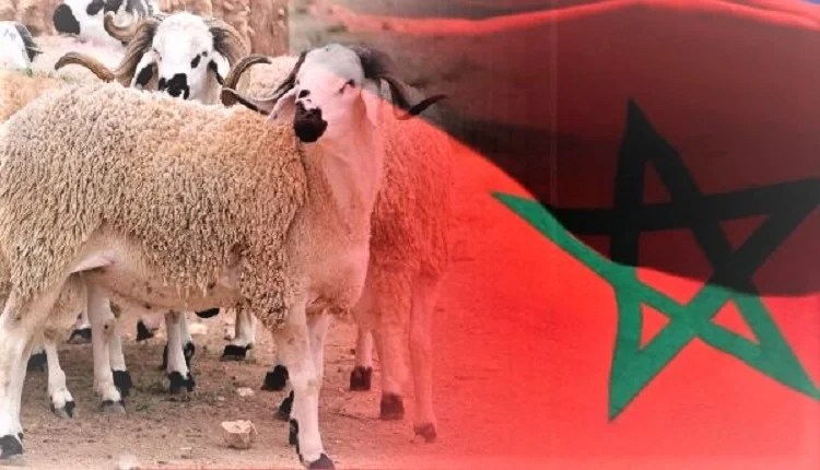مصادر تكشف موعد الحسم في إلغاء عيد الأضحى 2025