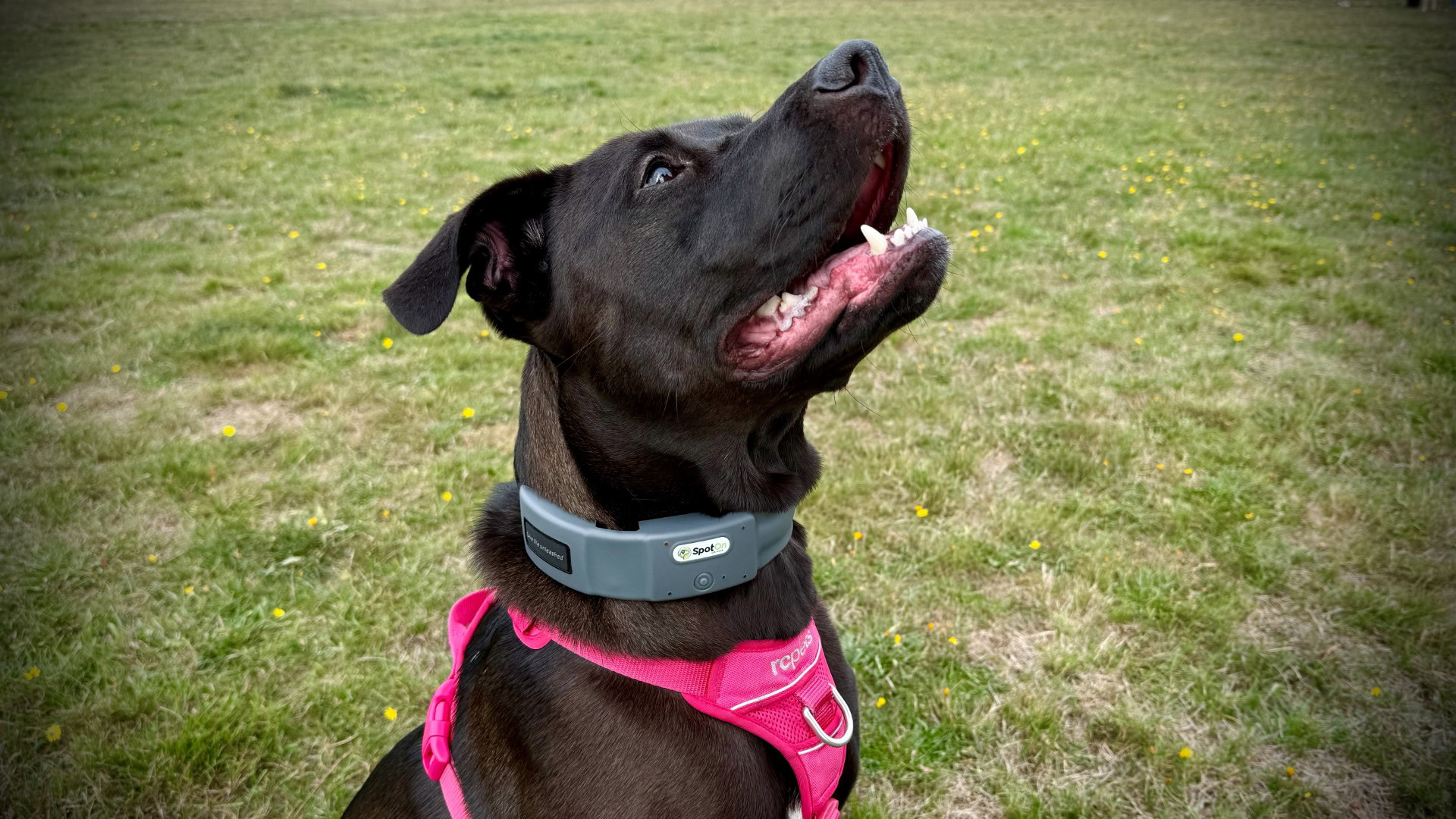 Satellai 4 spoton collar