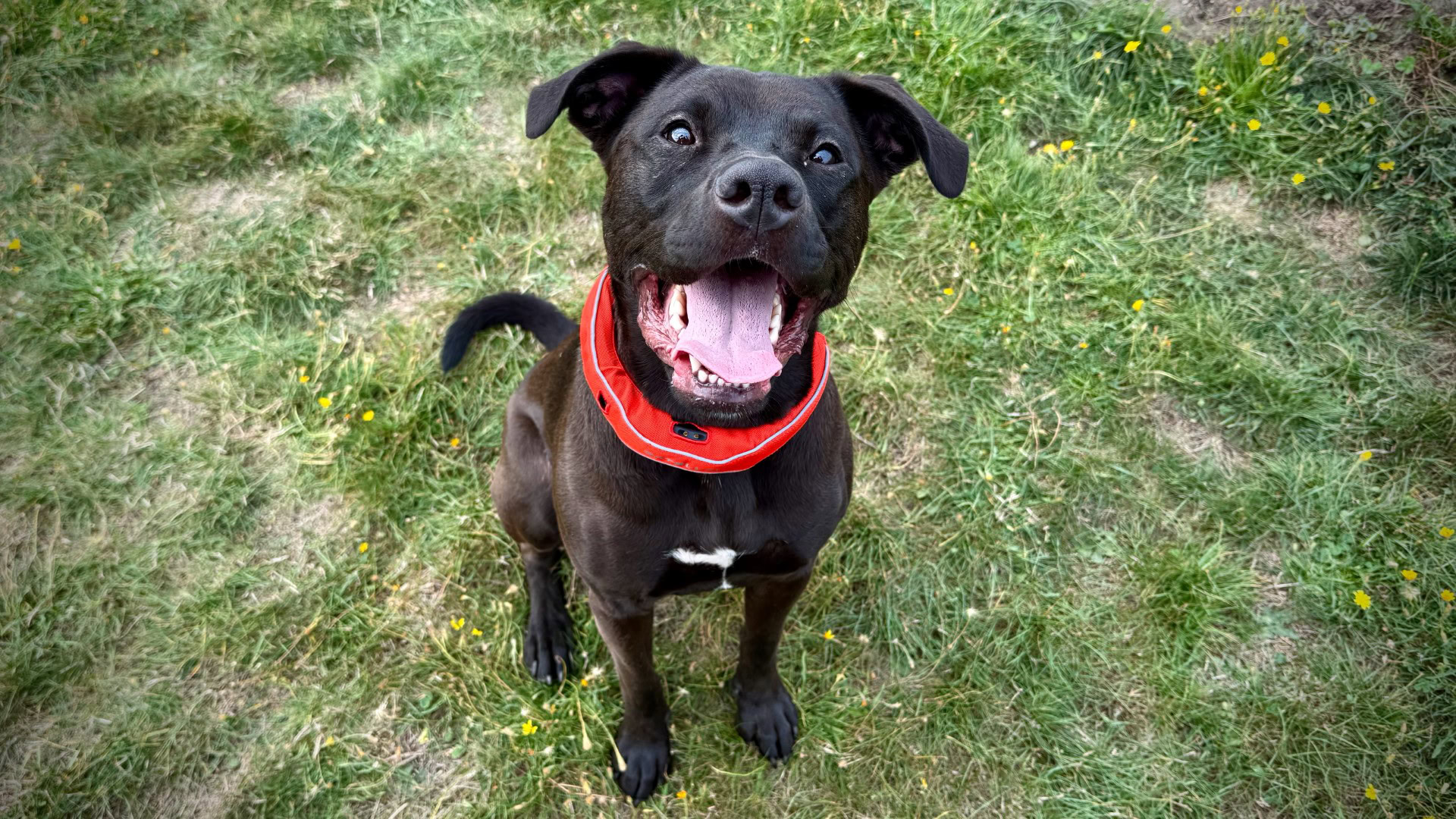 Satellai 9 Satellai 9