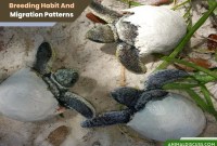 Turtle breeding patterns Turtle Island