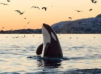 Scotts weed preventer · highly efficient; Killer Whale Facts | Orca Facts for Kids