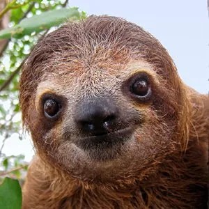 Learn about causes, diagnosis, treatment, and more. Sloth Facts | Three-Toed Sloths | Brown-throated Sloth