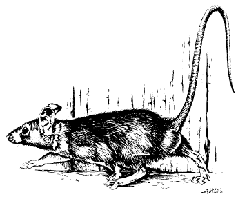 Full colour wall chart / poster depicting the external structure of a rat's body. Animal Removal Professionals Rodents Roof Rats