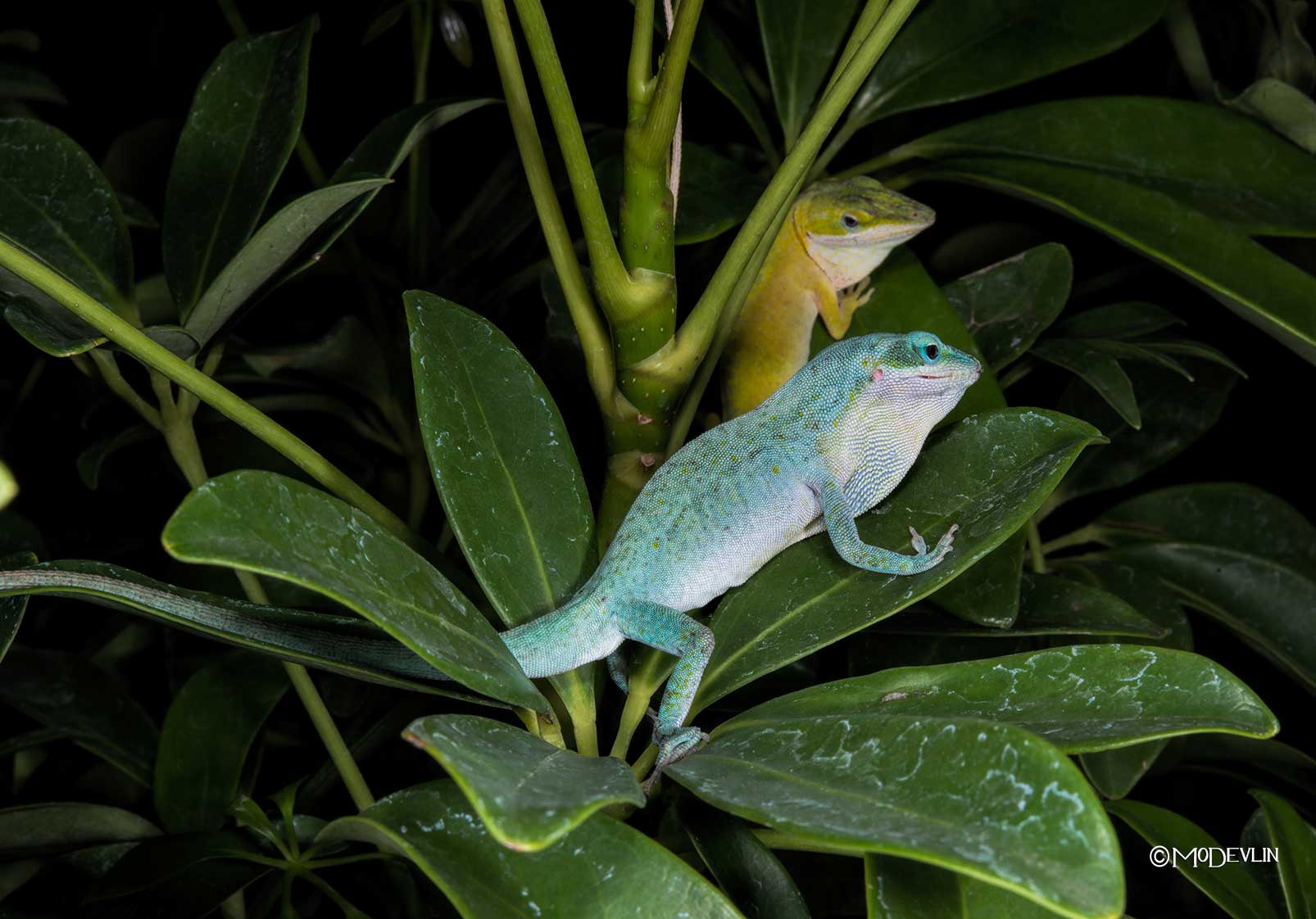 Green Anole Color Morphs Anole Annals