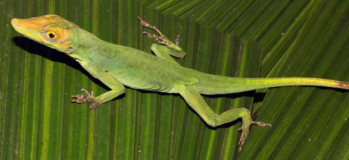 Local Adaptation in Mainland Anole Lizards Integrating Population