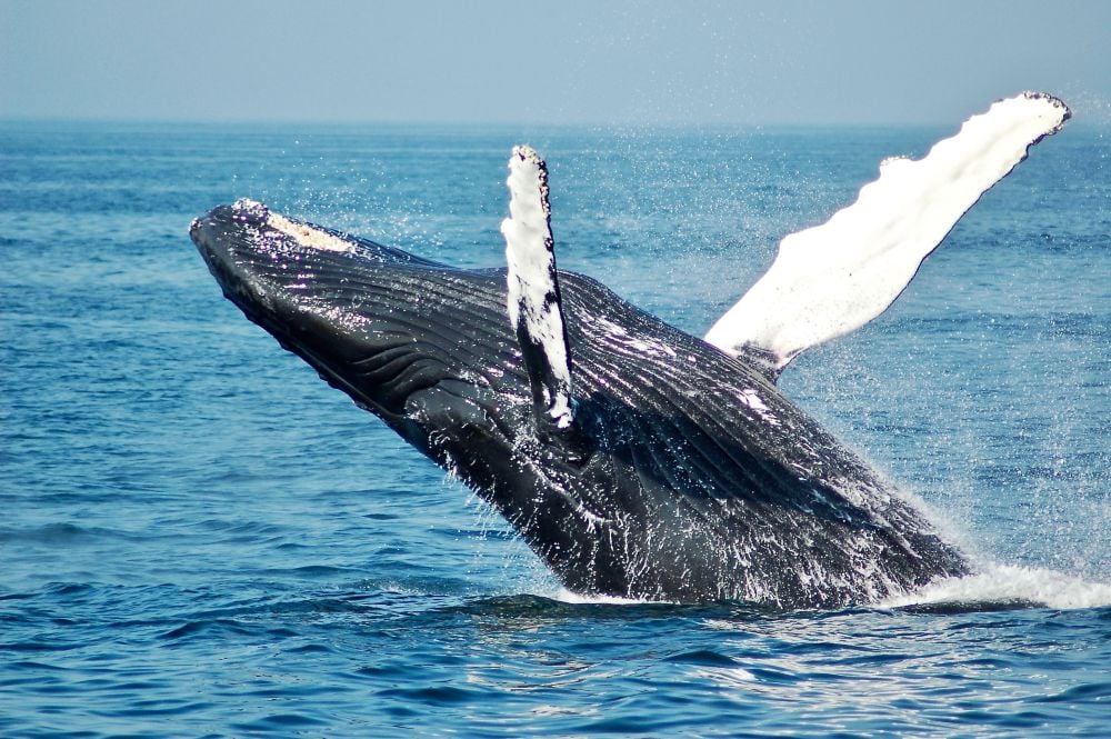 Looking for a whale watch that requires less travel time, offers the most comfortable ride available and gives you more time viewing some of the world's most magnificent creatures? Whale Watching Boston Best Time Season 7 Tips