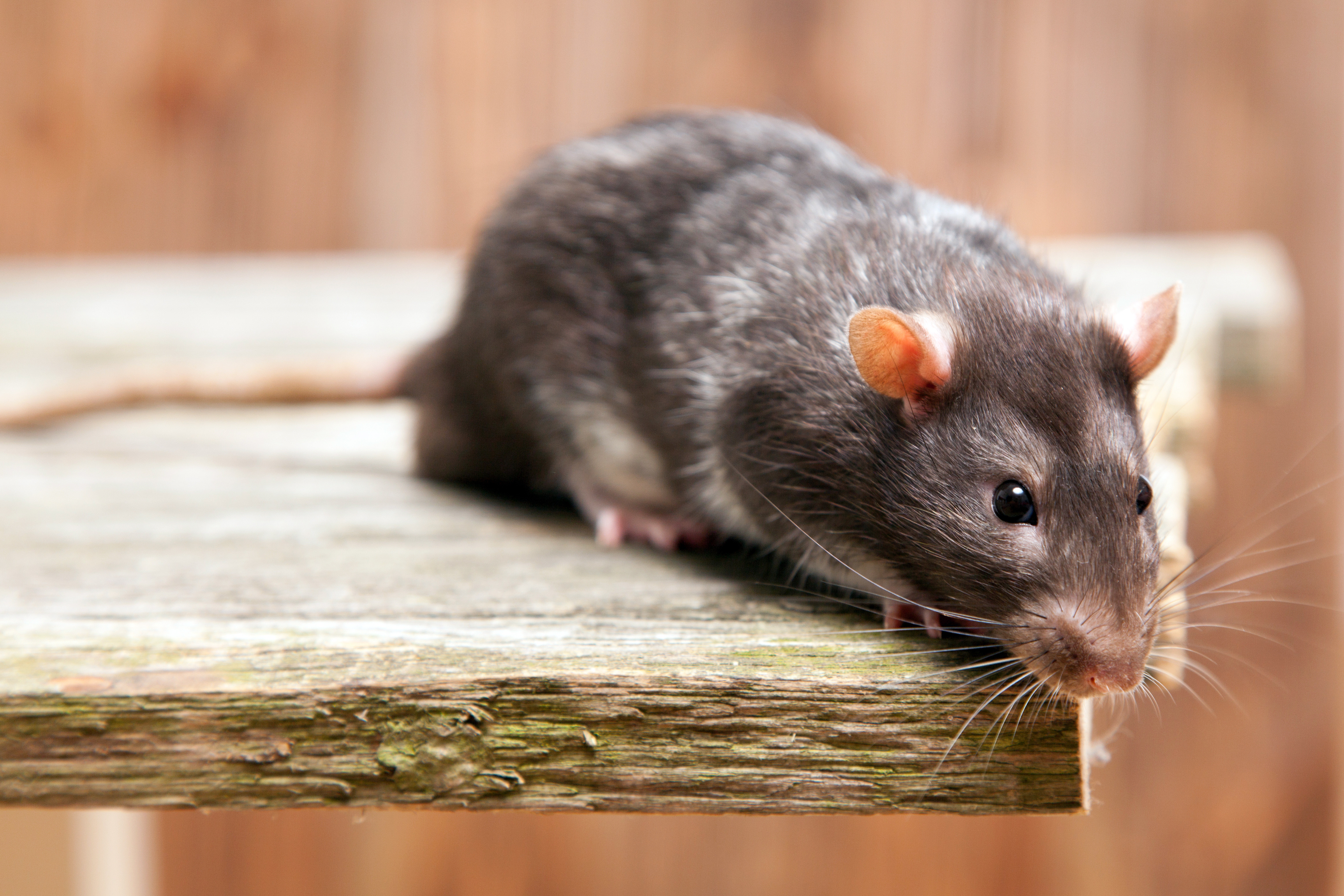 Aufgeräumte schuppen, keller, dachböden oder nebengelasse bieten ratten nur unattraktive nistplätze. Ratten Diskret Bekampfen Apel Schadlingsbekampfung