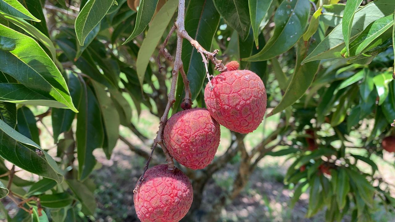 Lichia Quem Ainda Nao Provou Tem Ate O Final De Janeiro Para Apreciar A Fruta Apta Agencia Paulista De Tecnologias Do Agronegocio Saa Sp