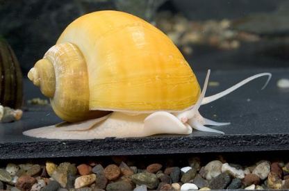 Yellow Apple Snails (Pomacea Diffusa) – AquaSnails