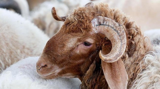 نصائح طبية لأختيار أضحية العيد السليمة