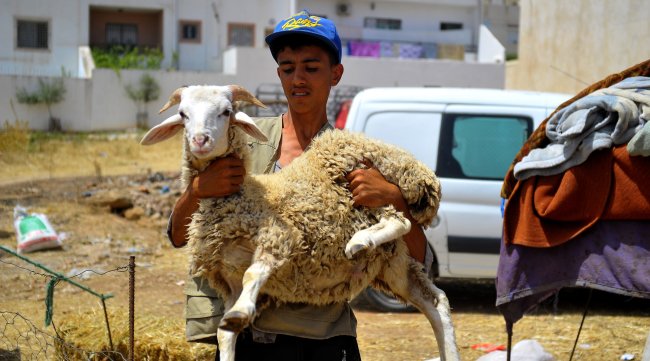 عيد الأضحى: خطة شاملة لتأمين التزويد والمراقبة في تونس