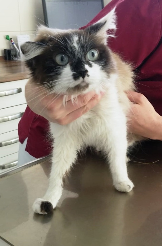 Hund findet ausgesetzte Katze Arche 90 e. V.