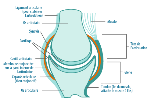 Tout enfermé dans une capsule articulaire tapissée à l'intérieur (. COMPLEXE ARTICULATION N°4 Le complexe anti- arthrose