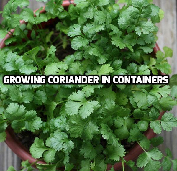 Growing Coriander In Containers (Cilantro) Asia Farming