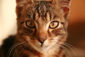 (the medical term is alexia without agraphia.) although a patient can write and . Feline hyperthyroidism - symptoms, treatment and diagnosis