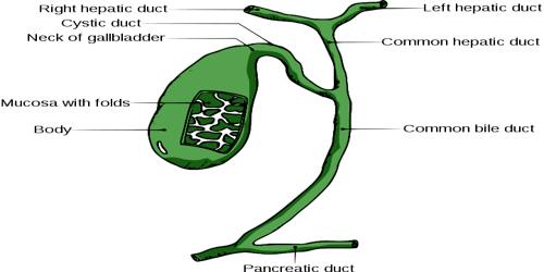 The gallbladder is an accessory organ of the digestive system located below the liver. Gallbladder Assignment Point