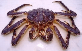 L'histoire récente du crabe le plus recherché pour la qualité de sa chair est édifiante. Crabe royal du Kamtchatka ou crabe gÃ©ant de Staline â Astronoo