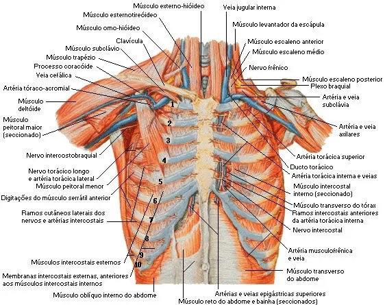 This region contains four muscles . Chest Muscles Systems Aula De Anatomia