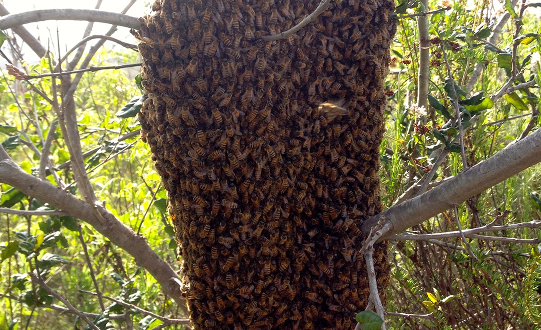 Bee removal services in orange county ; Honeybee Relocation Backyardbees Net