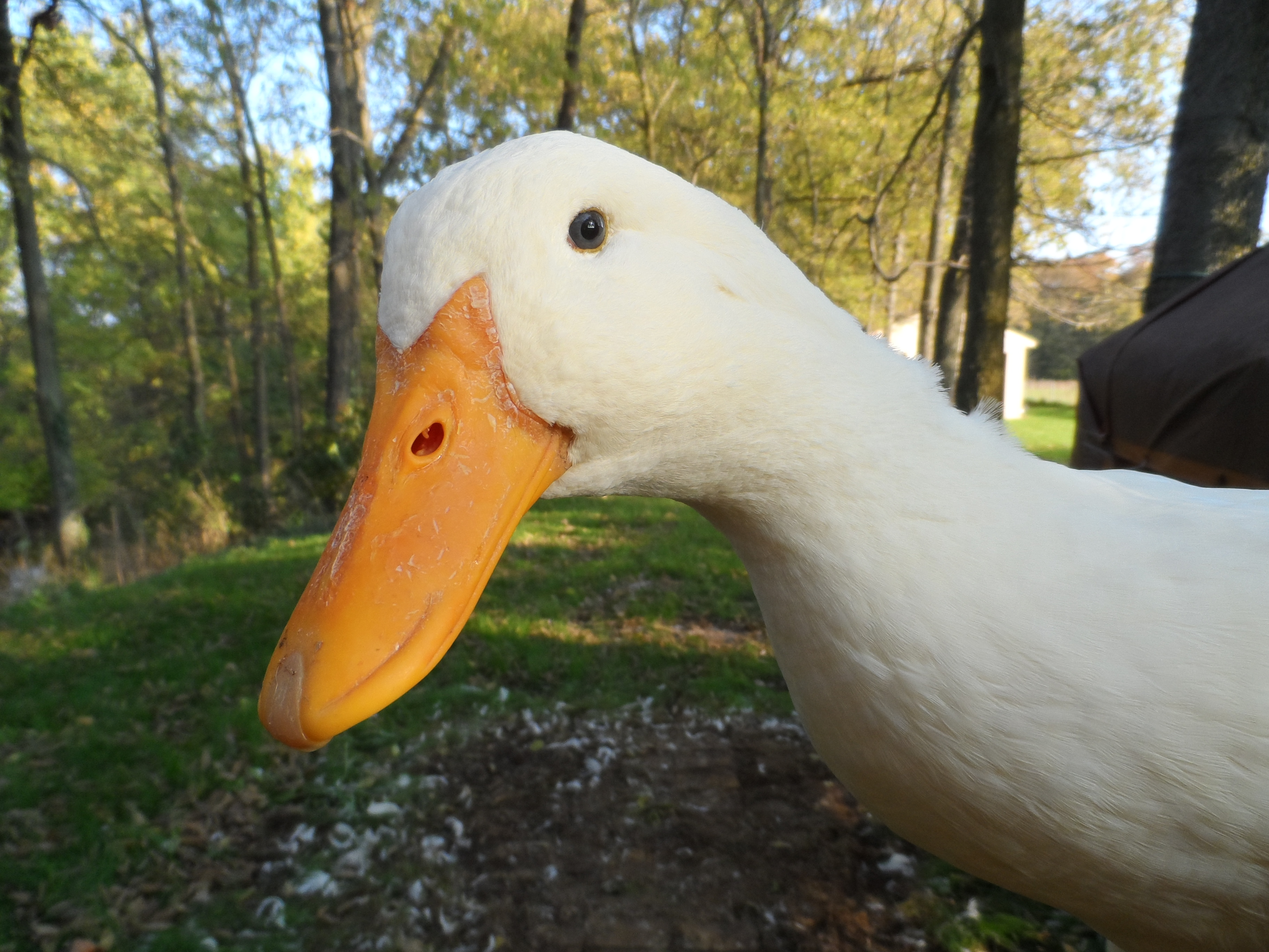 Carefully check zoning regulations, building standards, and more before bringing a tiny house structure onto your texas property. Pekins | Backyard Ducks