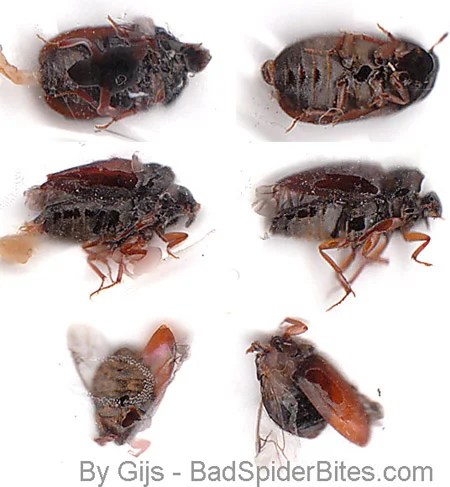 Rd.com home pest control dmitrii erekhinskii/shutterstock summer is the worst season for bed bugs, according to the nationa. Bedbugs Bites: Discussion Pg 5