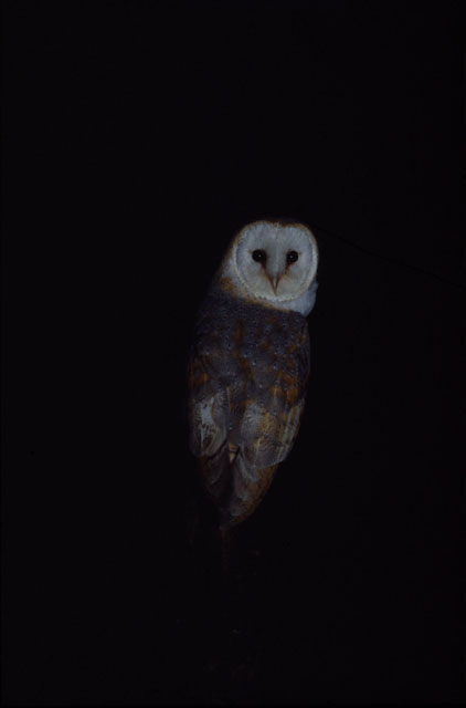 There is something about owls that fascinates people. Gallery