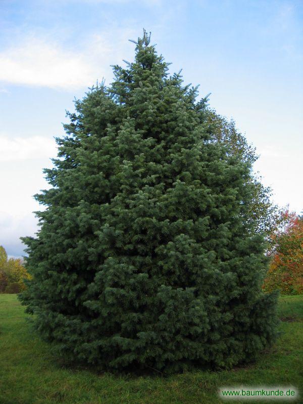 We would like to show you a description here but the site won't allow us. Colorado-Tanne (Abies concolor): Habitus bestimmen