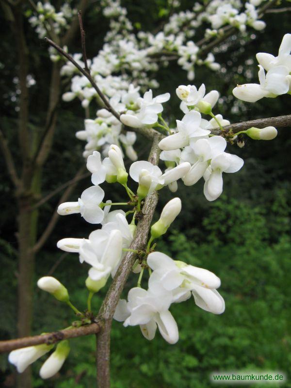 Eine trockene kopfhaut kann zu trockenen, feinen schuppen führen. GewÃ¶hnlicher Judasbaum (Cercis siliquastrum): BlÃ¼ten der