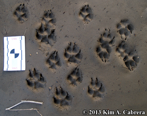 Like many nature lovers, i had some basic experience with dog and cat tracks… but these bizarre impressions in the mud were completely unlike anything i had . Animal Tracks Gray Fox Urocyon Cinereoargenteus