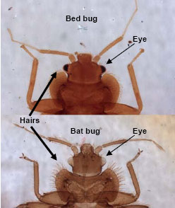 44+ Best Cheap Bed Bug Exterminator : Bed Bug Bites Illustrations, Royalty-Free Vector Graphics - While bed bugs aren’t necessarily dangerous, they can wreak havoc on your home.